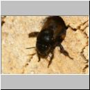Anthophora plumipes - Pelzbiene w06c.jpg